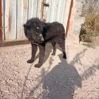 سگ نگهبان|سگ|برخوار, |دیوار