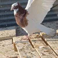 طوق سرخ نر پالوخت