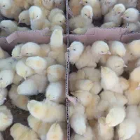 جوجه گوشتی راس ۳۰۸ از نژاد مرغ خروس سنگین وزن