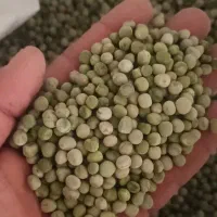 نخود فرنگی خشک بذری