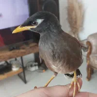 مرغ مینا