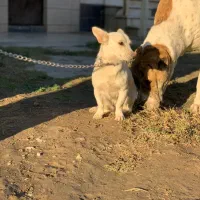 سگ پاکوتاه سفید تک رنگ|سگ|گنبد کاووس, |دیوار