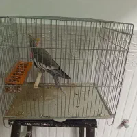 یک عدد عروس هلندی برای فروش|پرنده|یاسوج, |دیوار