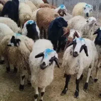 فروش گوسفند زنده