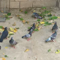 کبوتر آلمانی