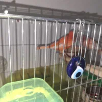 قناری رد فکتور|پرنده|اهواز, سپیدار|دیوار