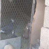 دوتا نر پلنگ ی نر قهوه ای