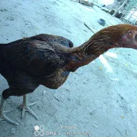 مرغ|حیوانات مزرعه|میناب, |دیوار