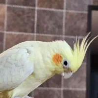 عروس هلندی پاریس گرینچیک مرغ عشق ملنگو|پرنده|شاهین‌شهر, فردوسی|دیوار