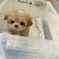 سگ مالتیپو میناتوری فی 6