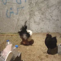 خروس محلی|حیوانات مزرعه|نوشهر, |دیوار