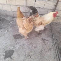 مرغ و خروس برهما اصل