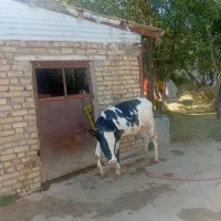 گاو ماده اصل سیمنتال قیمت ۱۳۵ میلیون