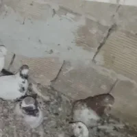 کفتر کت پرتقالی