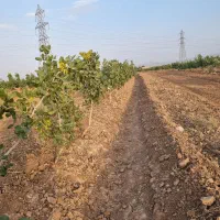 باغ پسته ۲هکتارد ۱۰ ساله