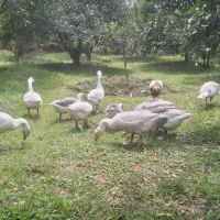 غاز دورگ محلی شش ماهه