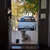 سگ پاکوتاه با نژاد اصل|سگ|ارومیه, |دیوار