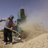 کاه دیمه خرمن کوب گندم