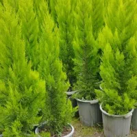 کاج لاوسون (طلایی)