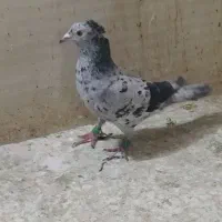 ماده سار کاکلی