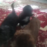 واگذاری سگ توله شیتزو|سگ|مشهد, بهمن|دیوار