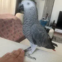 کاسکو ۱ ساله دم قرمز به همراه قفس بزرگ و لوازم