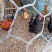 فروش مرغ و خروس محلی