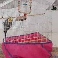 فروش طوطی عروس