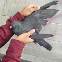 سلام به دوستان عشقبازای گل ۵عدد کفتر به فروش میرسد|پرنده|مهاجران, |دیوار