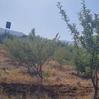 فروش فوری باغ جاده کودیان ۱۵۰۰متری با سند و آب|فروش زمین و ملک کلنگی|شیراز, کودیان|دیوار
