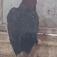 خروس ومرغ لاری|حیوانات مزرعه|ماهدشت, |دیوار