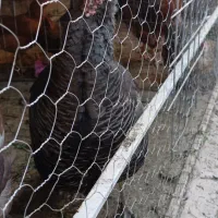 بوقلمون|حیوانات مزرعه|مشگین شهر, |دیوار