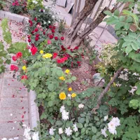 خدمات کشاورزی.باغبانی‌گل کاری.تعویض خاک و گلدان|خدمات باغبانی و درختکاری|بیرجند, |دیوار