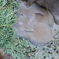 بچه خرگوش لوپ