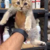 گربه بریتیش