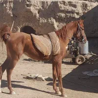 اسب نژاد کرد ۲۸ماه