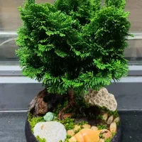 بن سای کاج نانا|گل و گیاه طبیعی|تهران, فدک|دیوار