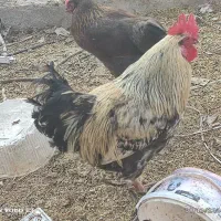 تعدادی جوجه بوقلمون و مرغ و خروس تزئینی|حیوانات مزرعه|مشهد, الهیه|دیوار