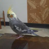 عروس هلندی ۲ماهه دونخور رام|پرنده|تهران, ائمه اطهار|دیوار