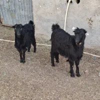 بزغاله نرو ماده|حیوانات مزرعه|پاکدشت, پاکدشت (مامازند)|دیوار