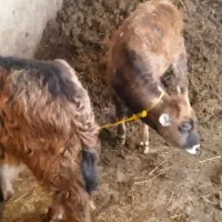 گاومیش(بالاخ) و گاو محلی