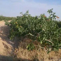 فروش اب و باغ پسته