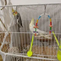 عروس هلندی|پرنده|مشهد, خواجه ربیع|دیوار