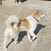 سگ نگهبان|سگ|بجنورد, |دیوار