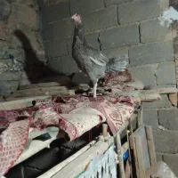 مرغ و خروس لاری|حیوانات مزرعه|سنندج, |دیوار