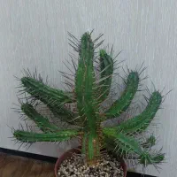 تعدادی کاکتوس