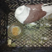 کبوتر پشت سرخ