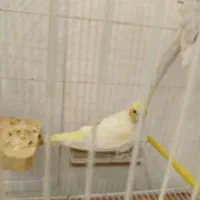 عروس هلندی ماده