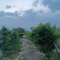 باغچه الوان و دامداری|فروش زمین و ملک کلنگی|نوشین شهر, |دیوار