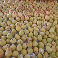 کارگر ماهر میوه فروشی